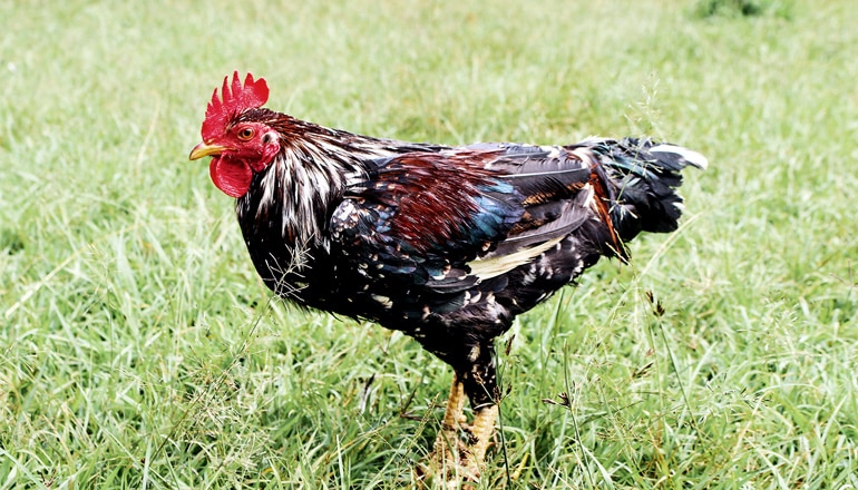 Rwanda Chicken
