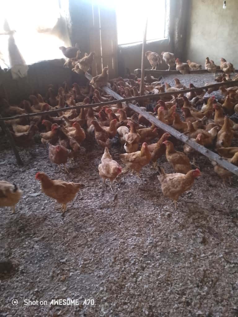 Chickens at A.I.C. Farms